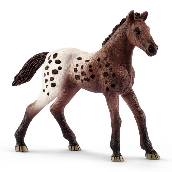 Appaloosa føll