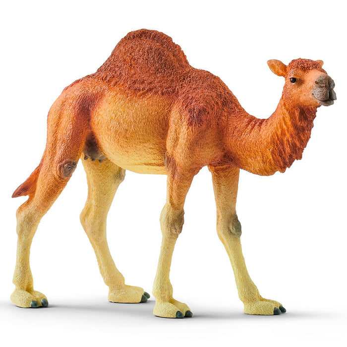 Dromedary