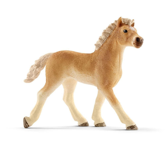 Haflinger føll